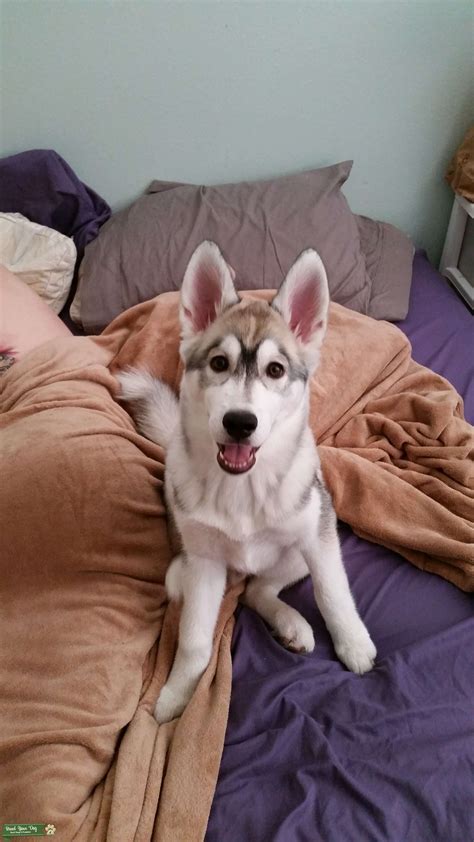 Husky Ready.